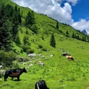 四姑娘山长坪沟景区 - 阿坝藏族羌族自治州旅游 缩略图 5