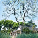 鲁迅故里-百草园 - 绍兴市旅游 缩略图 8
