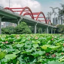 洪湖公园 - 深圳市旅游 缩略图 3