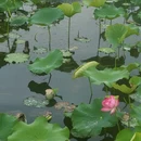 荷园 - 常州市旅游 缩略图 6