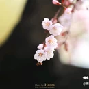 西林公园 - 佳木斯市旅游 缩略图 9