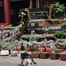 巉头进宝寺 - 温州市旅游 缩略图 5