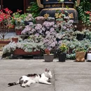 巉头进宝寺 - 温州市旅游 缩略图 1
