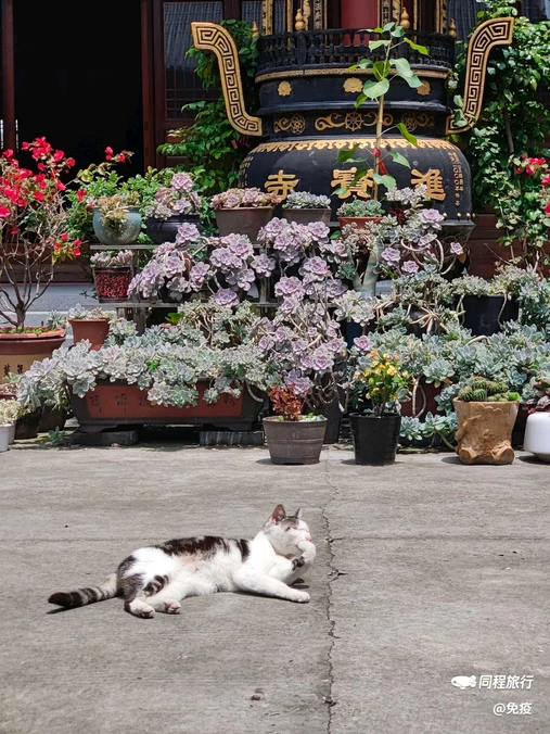 巉头进宝寺 - 温州市旅游