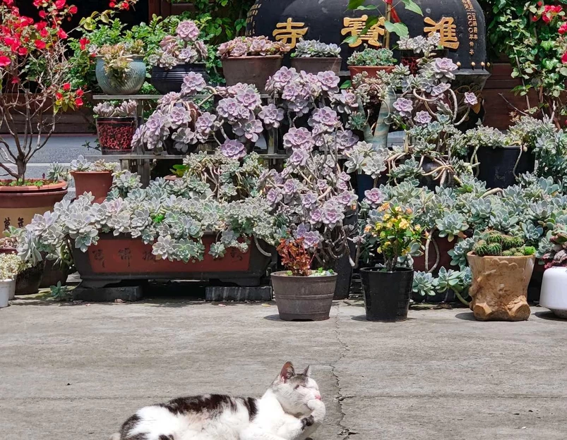 巉头进宝寺 - 温州市旅游 1