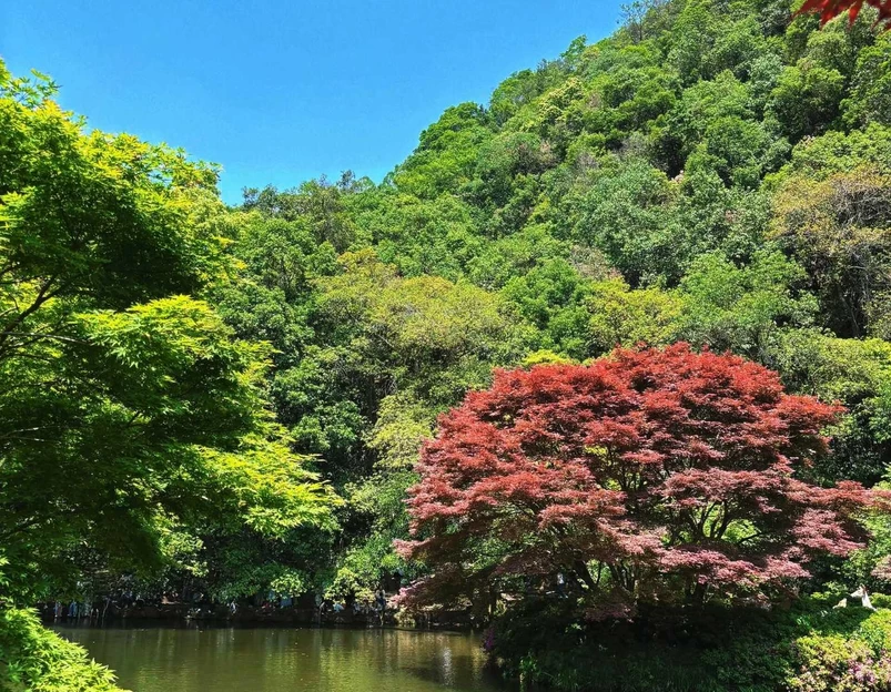 九溪烟树 - 杭州市旅游 1