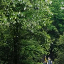 崃麓村 - 雅安市旅游 缩略图 3