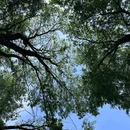 凤翔湖公园 - 成都市旅游 缩略图 8