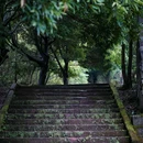 龙椅山植物园 - 成都市旅游 缩略图 6