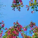 大连植物园 - 大连市旅游 缩略图 4