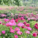圆明园遗址公园 - 北京市旅游 缩略图 4
