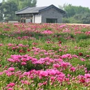 圆明园遗址公园 - 北京市旅游 缩略图 2