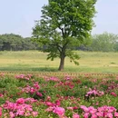 圆明园遗址公园 - 北京市旅游 缩略图 8