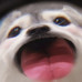 妮儿