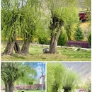 桑耶寺 - 山南市旅游 缩略图 8
