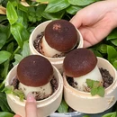 菁蓉汇 - 成都旅游 缩略图 6