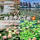 荷香湖公园 - 佛山市旅游 缩略图 1
