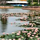 荷香湖公园 - 佛山市旅游 缩略图 3