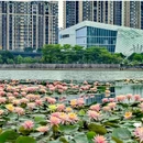 荷香湖公园 - 佛山市旅游 缩略图 7