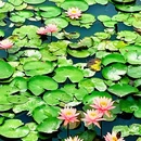 荷香湖公园 - 佛山市旅游 缩略图 6