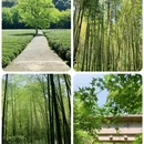 杭州西湖 - 杭州市旅游 缩略图 6