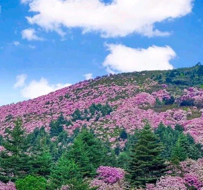 普格县柏润酒店 - 凉山彝族自治州旅游 1
