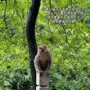 黔灵山公园 - 贵阳市旅游 缩略图 4