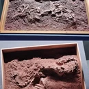 遇见博物馆·恐龙化石特展 - 杭州市旅游 缩略图 4