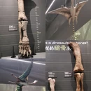 遇见博物馆·恐龙化石特展 - 杭州市旅游 缩略图 3