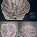 遇见博物馆·恐龙化石特展 - 杭州市旅游 缩略图 9