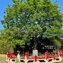 东台西溪天仙缘景区 - 盐城旅游 缩略图 6
