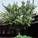 杜甫草堂 - 成都市旅游 缩略图 6