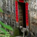大陈乡 - 衢州市旅游 缩略图 5
