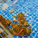伴月山庄·私厨小馆(金鸡湖商业广场店) - 苏州市旅游 缩略图 6