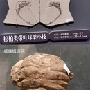 遇见博物馆(南京馆) - 南京市旅游 缩略图 9