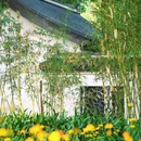 逍遥津公园 - 合肥市旅游 缩略图 5