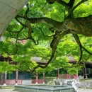 浴鹄湾 - 杭州市旅游 缩略图 2