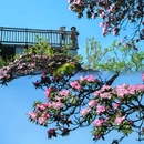 光雾山旅游景区 - 巴中市旅游 缩略图 9