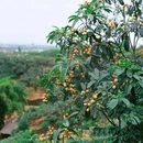 紫霞山 - 成都市旅游 缩略图 4