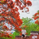 春苗巷 - 攀枝花市旅游 缩略图 3