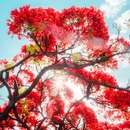 春苗巷 - 攀枝花市旅游 缩略图 4
