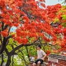 春苗巷 - 攀枝花市旅游 缩略图 1