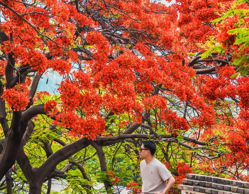 春苗巷 - 攀枝花市旅游 1