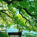 孤山路 - 杭州市旅游 缩略图 1