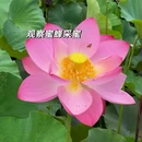 抚仙湖公园 - 玉溪市旅游 缩略图 5