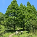 尖尖树 - 成都市旅游 缩略图 4