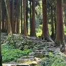 尖尖树 - 成都市旅游 缩略图 9