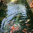 寒山寺 - 苏州市旅游 缩略图 9