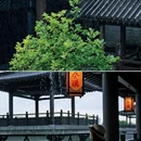 余荫山房 - 广州市旅游 缩略图 6