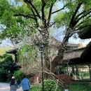 西湖风景名胜区 - 杭州旅游 缩略图 3
